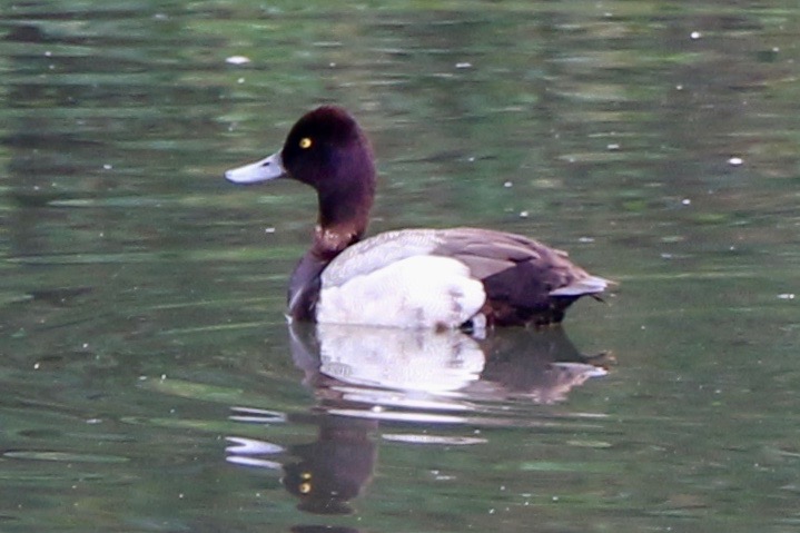 A greater scaup swimming in water. It has a dark head and a bright yellow eye, but no tuft, distinguishing it from the tufted duck which is also in range in Europe.
