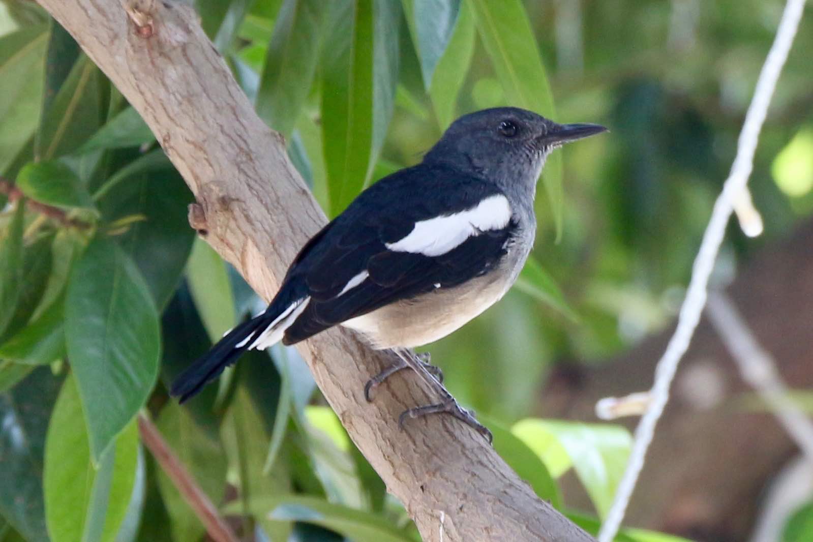 A cute round oriental magpie-robin, with a grey head, a buff body and black wings with bright white bars. It is perched on a branch.
