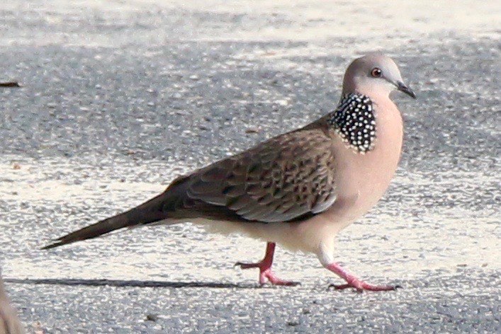 A spotted dove, a mostly nondescript brown dove with a black and white polka dot pattern on the back of its neck. It's walking cheerfully on paved road.
