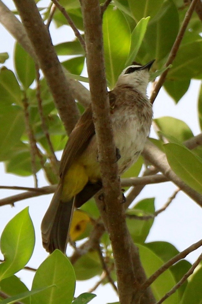 A yellow-vented bulbul shot from below such that the crest is not clearly visible but its yellow vent is. The black beak and the black patch over its eye is also in the photo and was useful to ID it.
