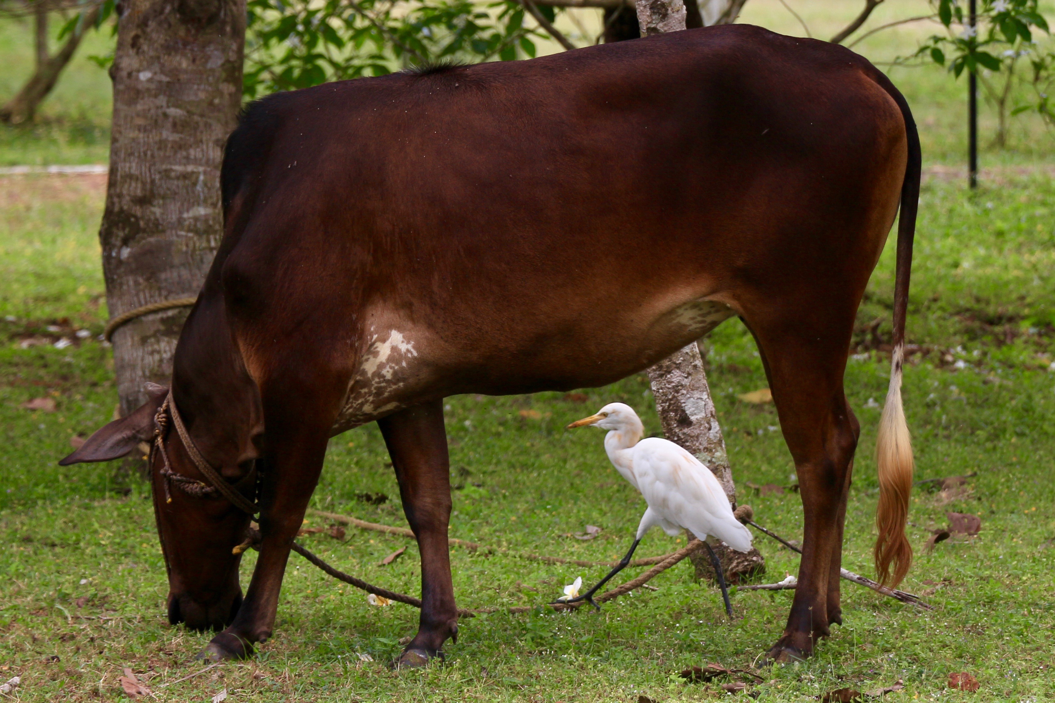 A brown cow takes up almost the entirety of the frame and a cattle egret walks at its feet. The cow has a rope around its neck tying it to a tree nearby and it is grazing. The cattle egret is a medium sized bird with black legs, mostly white feathers that are tinged slightly yellow in parts, and a yellow bill.
