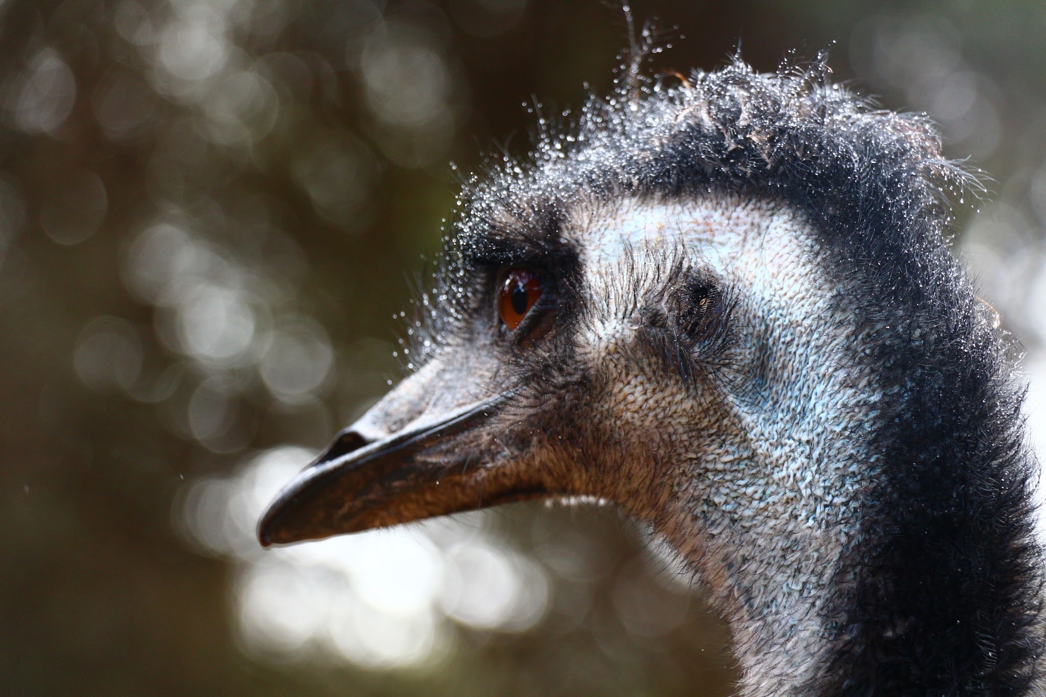 Glamorous headshot of an emu with a blurry background. It has a bluish neck and almost mohawk-like black hair bristles going from its head down its neck. It has a gorgeous red eye with which it's gazing into the distance.
