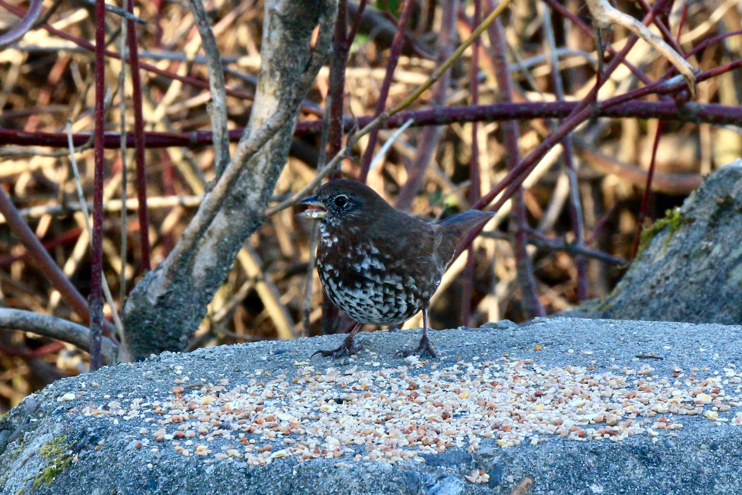 A fox sparrow is perched on a rock, grain stuck to its beak, in front of a large pile of grain that someone set out for it. It is a sooty looking chocolate brown bird with white diamond shaped markings down its breast.
