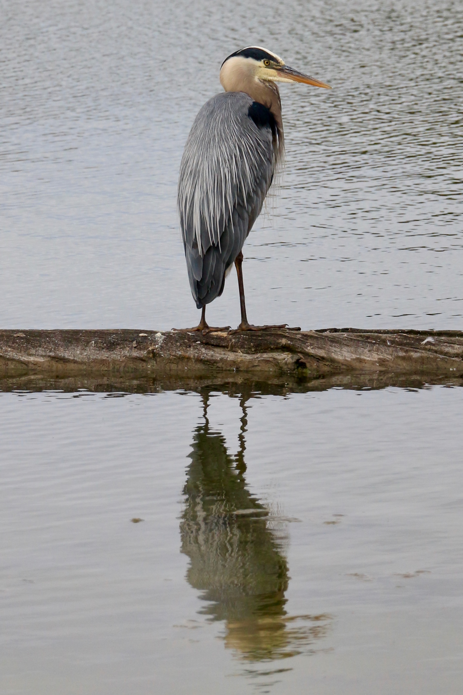 A majestic great blue heron stands on a log in the middle of water and looks at my camera. Its image is reflected in the water below it, creating a nearly perfect mirror image. These birds are large and grey and have white heads with a black racing stripe going down the side. They are experts at fishing.

