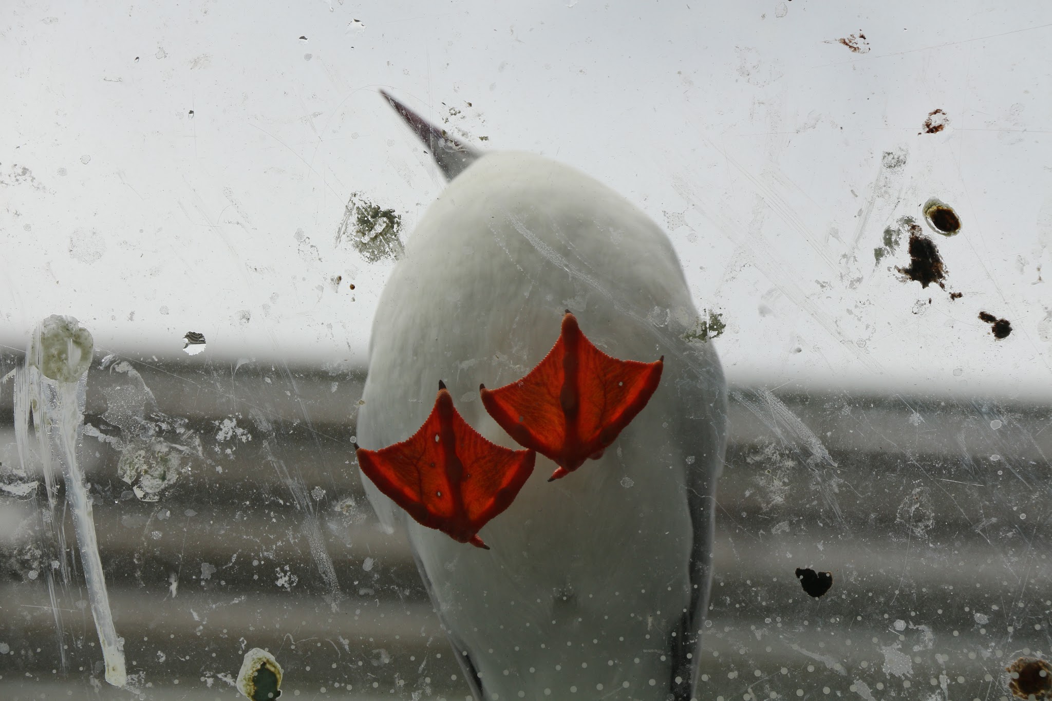 A view of a glass roof from below. A gull of some kind is perched on the roof but it is hard to identify with only the undersides of its webbed orange feet. The glass roof is spattered with bird excrement that looks vaguely green and white.
