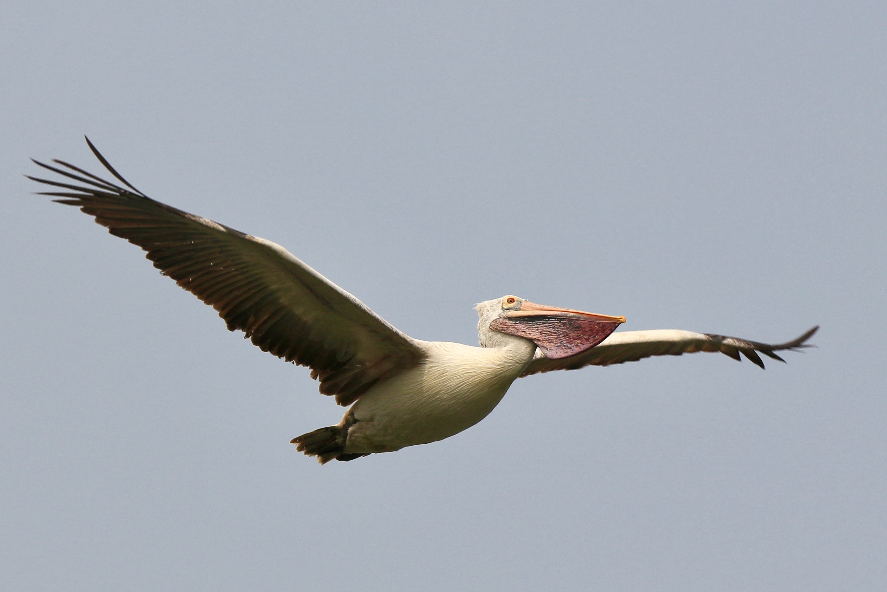 A spot-billed pelican soars in the airs with its wings spread directly outwards. It's a large white bird with the large throat pouch that is characteristic to pelican species. This pelican has a splotchy pink pouch and a pink and yellow bill. It looks sort of underslept because it has a pink ring of skin around its eyes and its legs are tucked under it while it flies.

