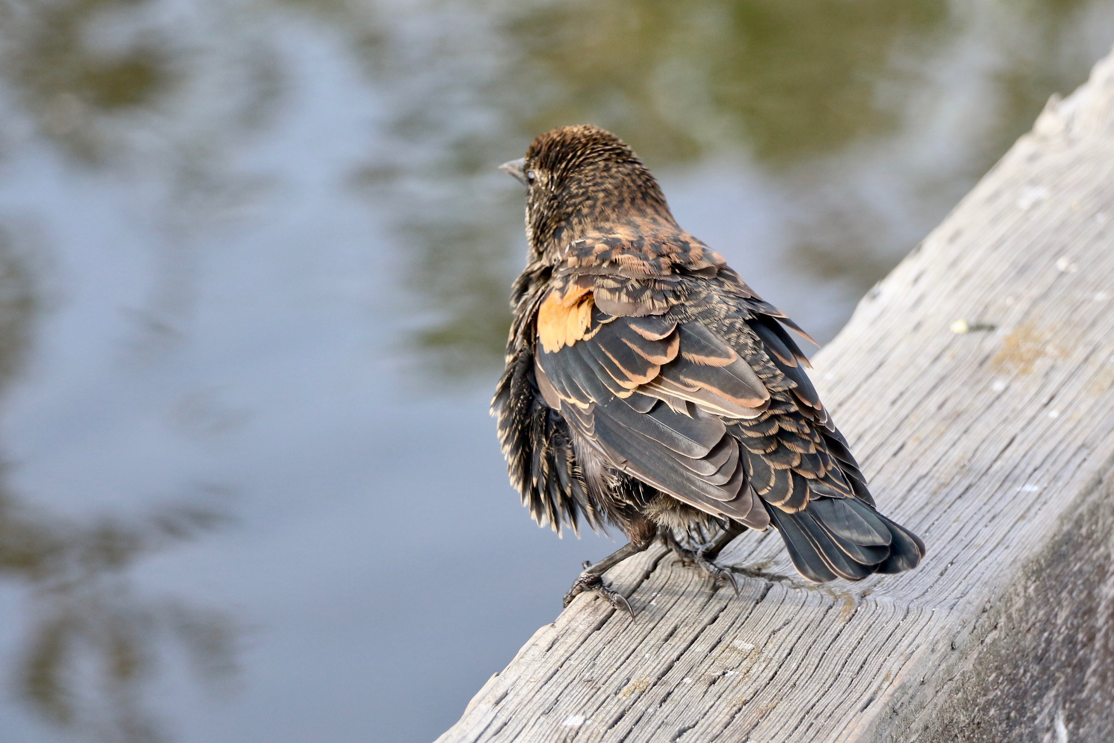 A juvenile male red-winged blackbird fluffs its feathers at the edge of a pier to warm up because it is now fall weather. This bird has gorgeous, intricate brown and buffy streaks all over its body, and a little yellow patch where it will probably eventually grow a red and yellow shoulder patch as is characteristic for male red-winged blackbirds.
