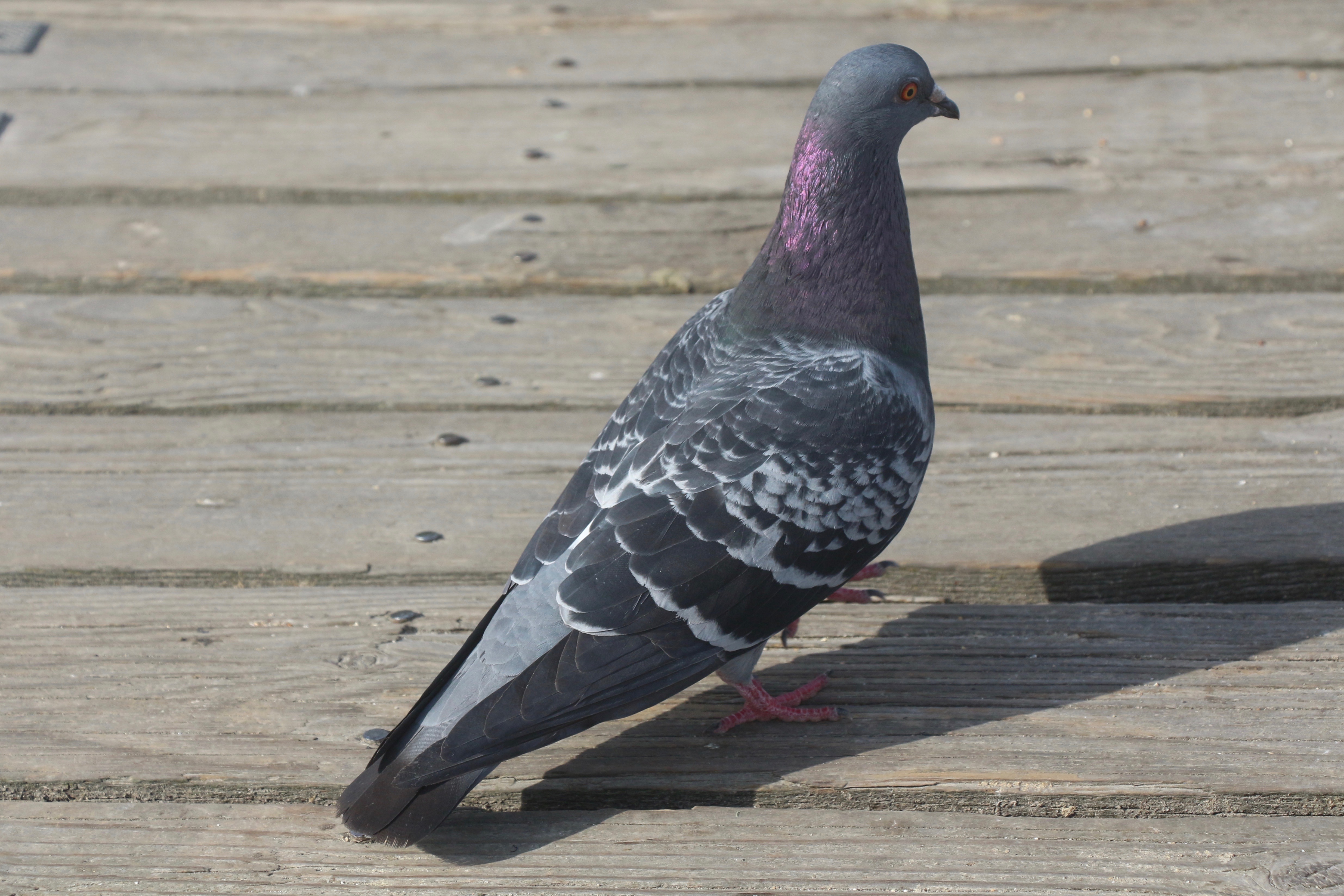 A pigeon (grey bird with black on the tips of its feathers) but from this angle you can see a purple sheen on the back of its neck because it's facing away from the camera.

