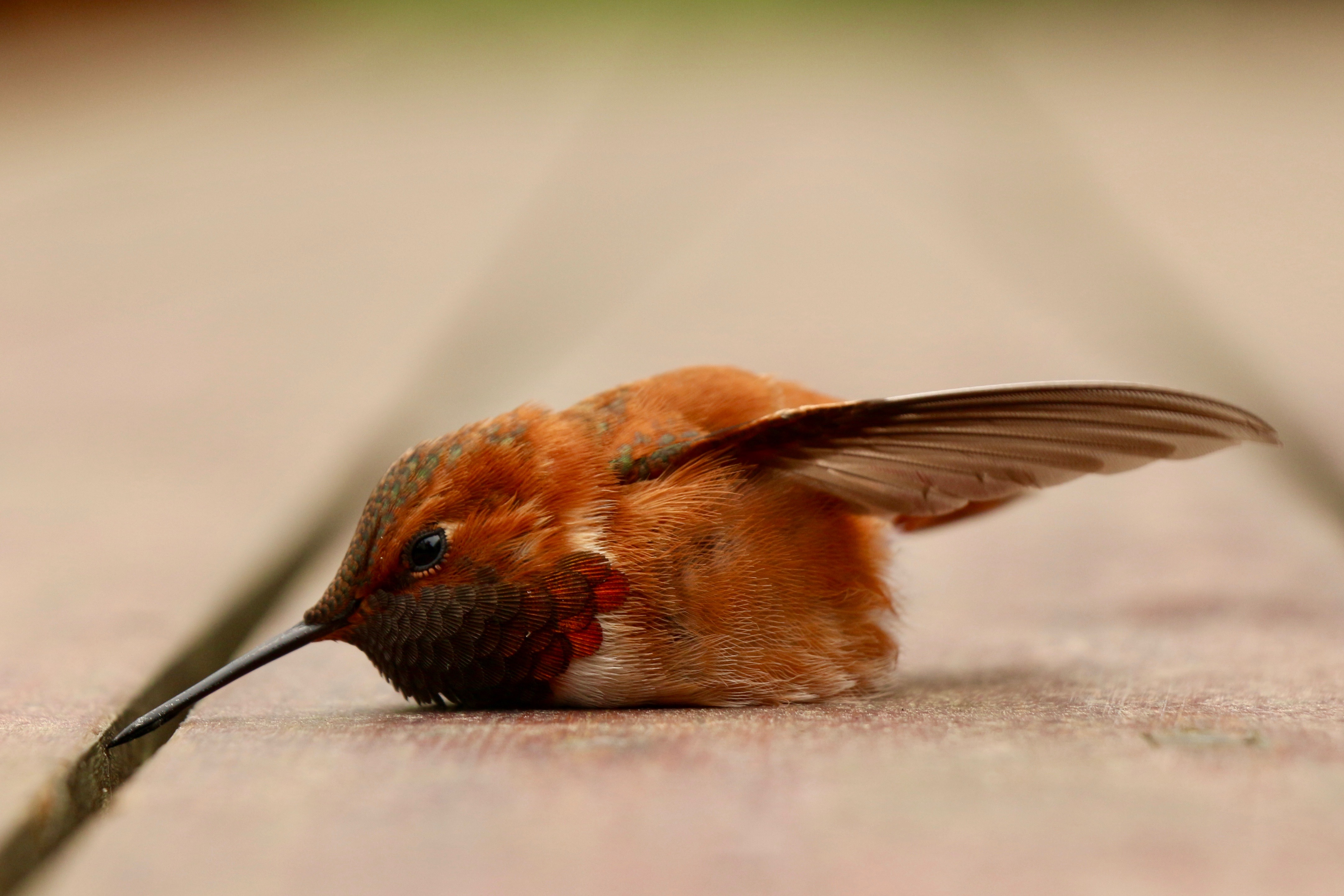 A rufous hummingbird lying prone on a wooden deck. It flew into a bird-proofed window and fell onto the deck and was stunned for a few hours but eventually managed to fly away. Its called a rufous hummingbird because its feathers are rufous, i.e., reddish-brown. This closeup shows its pointy black bill and the rufous feathers, and this bird is a male because of its bright red and iridescent "gorget," or throat feathers.
