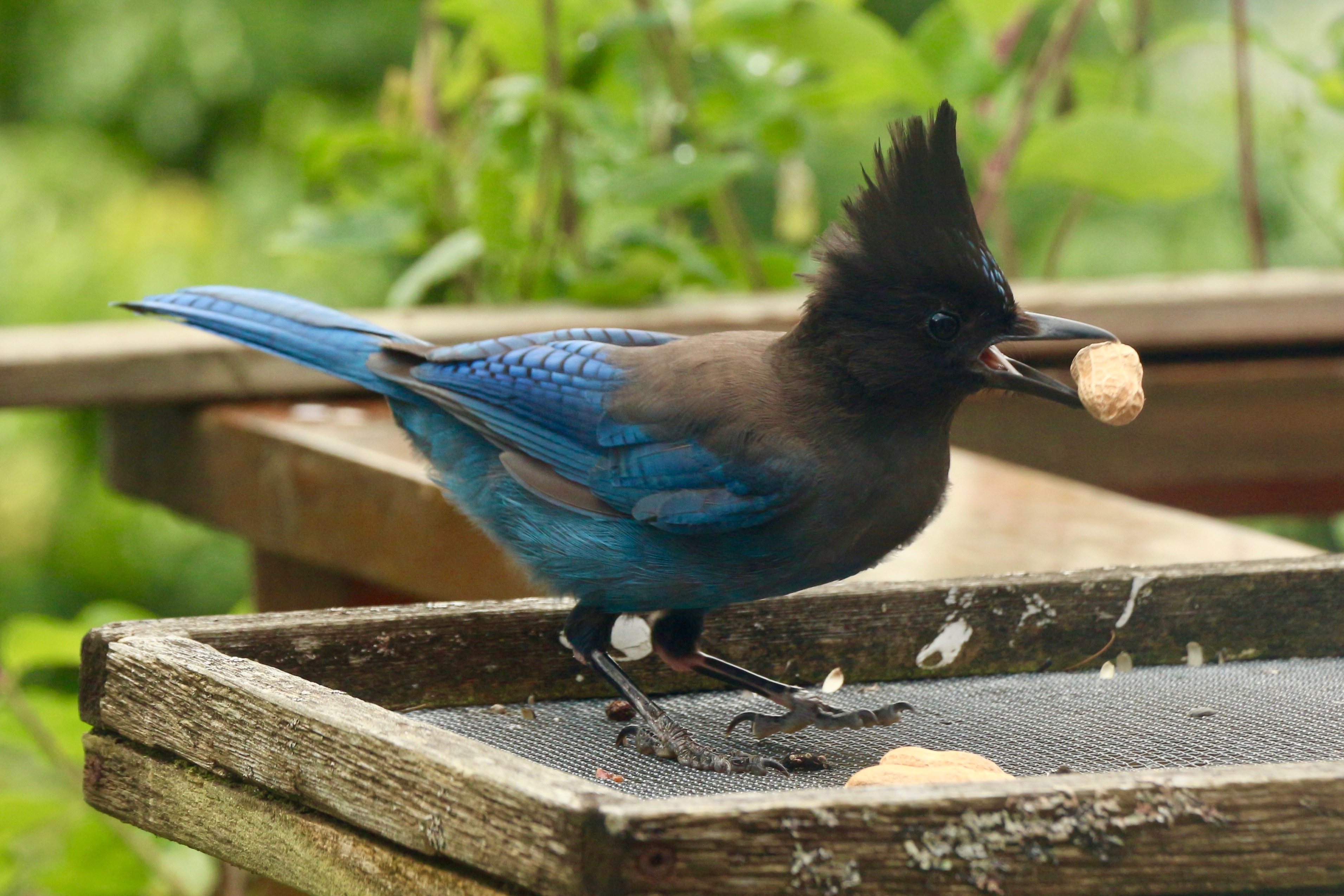 A Steller's jay cheekily grabs a peanut at a feeder full of peanuts. This jay has a lot of gorgeous blue feathers and a black head with a little crest that is raised. They used to come to this feeder and stock up on more peanuts than they could eat at a given time, and then presumably hoard them somewhere.
