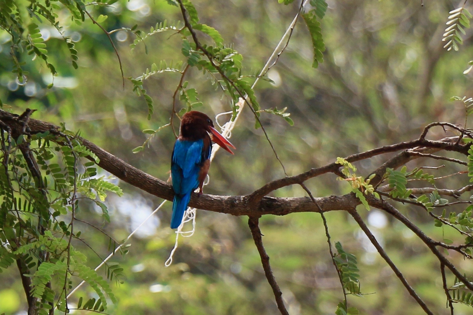 The back of a white-throated kingfisher perched on a branch and with its head angled slightly to the right. From this angle, the white throat is not in view. It has a brown head, blue back feathers and tail, and a comically large red bill like all kingfishers.
