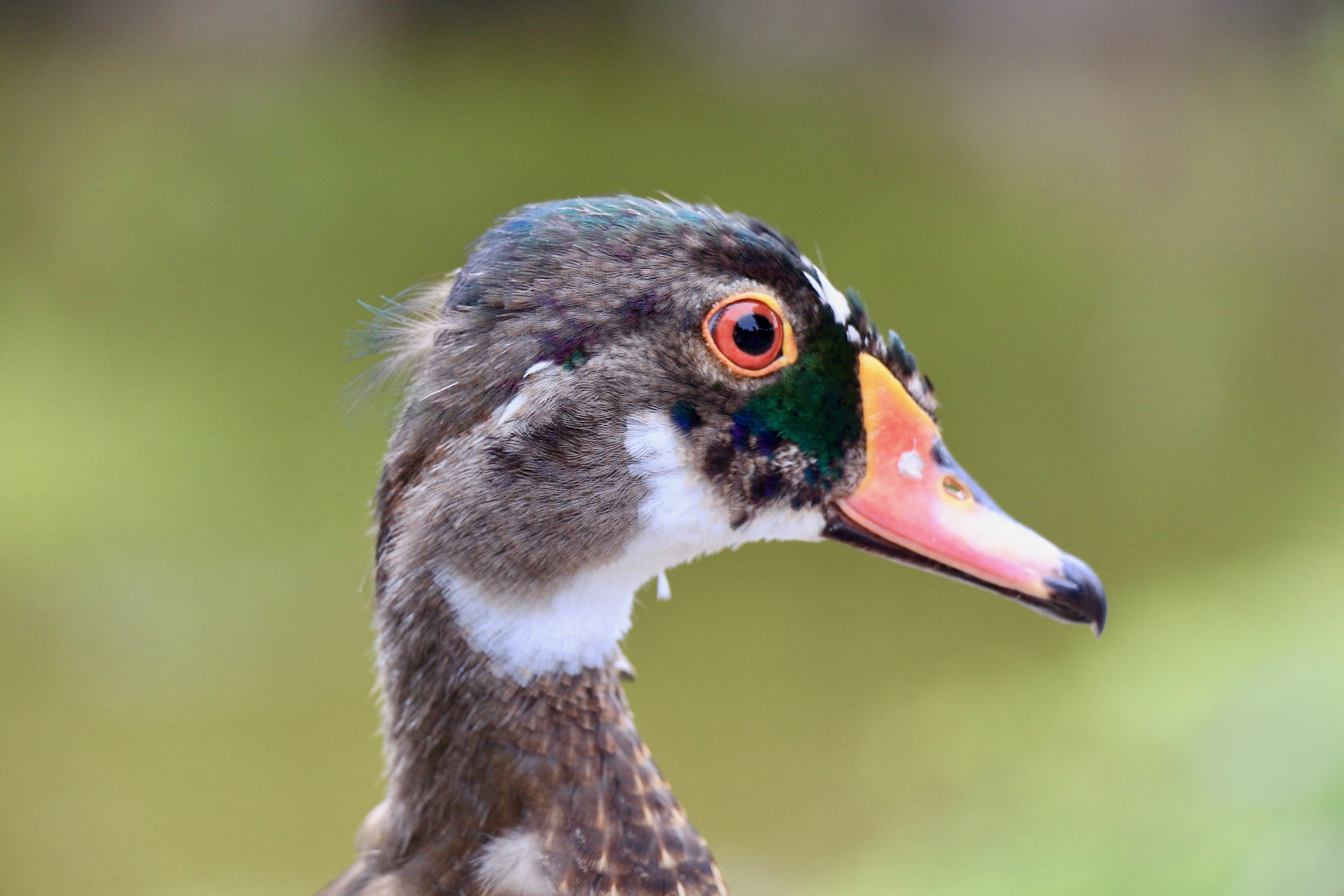 Close-up of the head of a male wood duck in eclipse plumage. Male wood ducks are normally very dramatic-looking with bold lines and bright colours. This one retains its red eye colour and pinkish-yellow bill but it loses all the bright blue-green, iridescent feathers on its head, including the ones that make the fancy crest it has. Since this one is in the middle of moulting there are still traces of some brightly coloured feathers that haven't quite fallen out yet.
